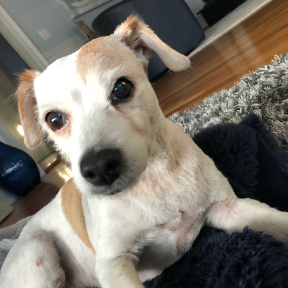 Meet your Posher, Maggie - Picture 1 of 1